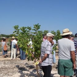 Apertura al pubblico del conservatorio botanico Pomona