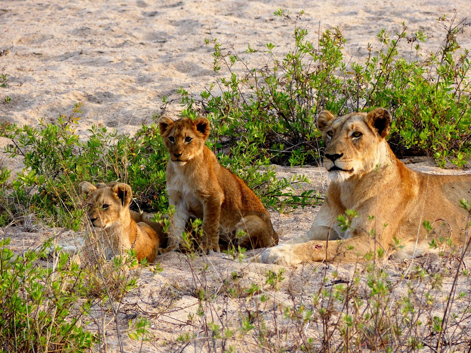 Una leonessa e due cuccioli sdraiati nella savana
