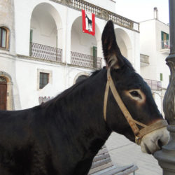 Asino di Martina Franca all’inaugurazione del festival