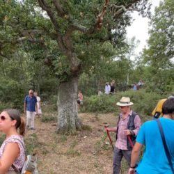 Transumanze, nel bosco della Masseria San Paolo